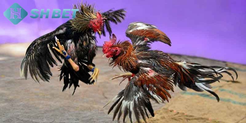 Luật chơi đá gà thomo chuẩn xác nhất