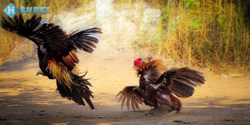 Hiểu rõ về khái niệm đá gà thomo