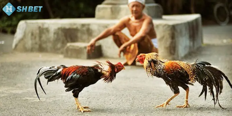 Chiến thuật trong quá trình sử dụng luật chấp 