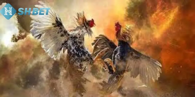 Các loại vảy gà đá phổ biến
