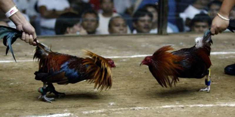 Đá gà cựa sắt đỉnh cao trên 789bet
