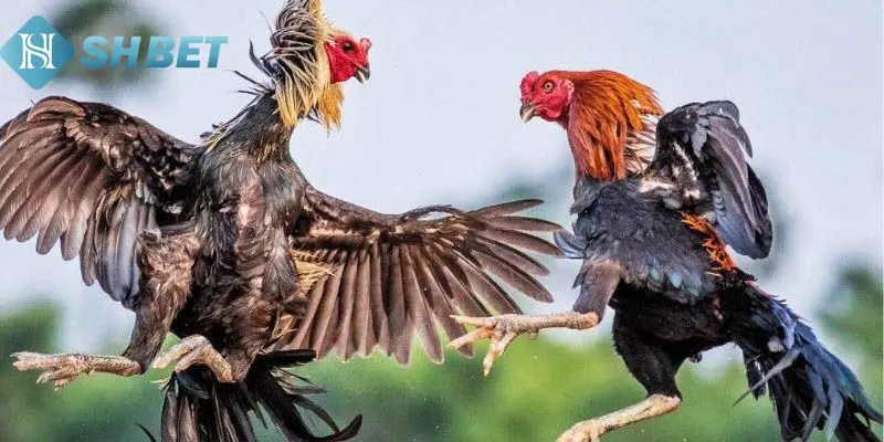 Mẹo đá gà cựa sắt giúp anh em thắng nhanh